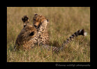 A cheetah mom and her eight month old cub enjoy some play time. Cheetahs' claws don't retract so they really have to be careful that they don't get scratched in the eyes when they play.