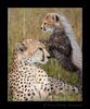 Cheetah-Cub-Mom
