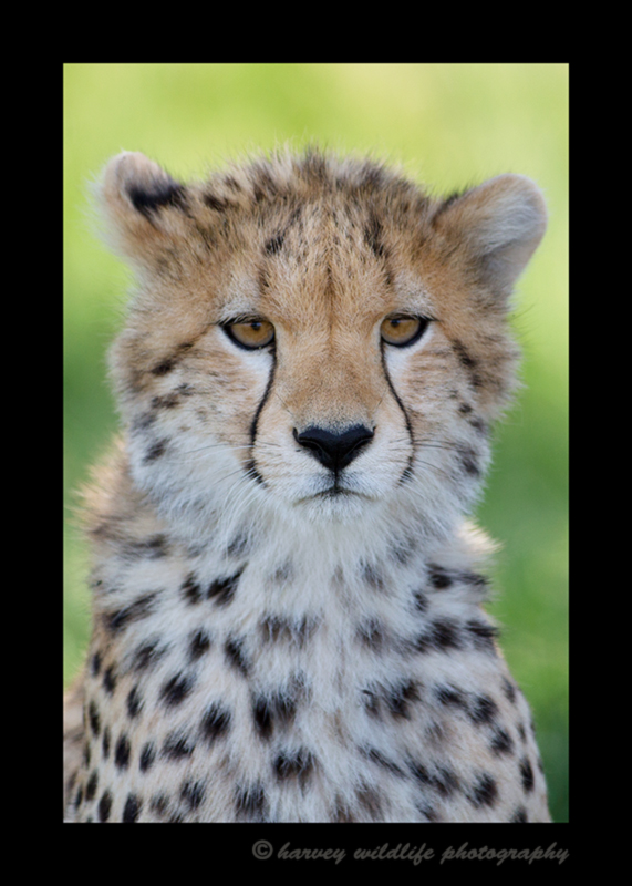 Picture of a ten-month old cheetah cub in the Masai Mara National Park. Image by Harvey Wildlife Photography. 