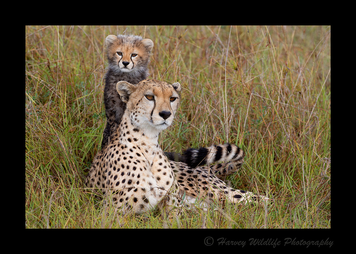 Cheetah-Cub-_-Mom-2019