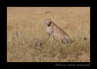 Cheetah-Family-IMG_8706