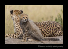 Picture of a cheetah mom and cub on a rock.