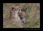 After hanging out in the vicinity of this cheetah mom and cub duo for several hours, we lost the light and they settled down in the tall grass for one last pose before went back to the lodge.