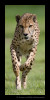 Picture of a cheetah running toward the photographer.