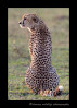 This cheetah is looking out over a field of wildebeast and impala thinking about what's for dinner.