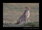This cheetah just woke up from a long afternoon nap. He looks over a field full of wildebeast and starts thinking about dinner.