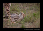 On our second day in the Mara, we saw this mother cheetah and her two month old cub. This was my first sighting of a cheetah cub.
