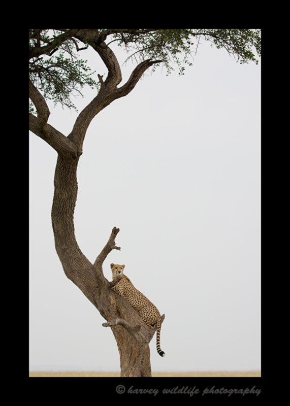 Picture of Sierra, a cheetah climbing a tree in the Masai Mara National Park. Photo by Greg of Harvey Wildlife Photography.