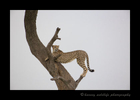 Picture, of Sierra, a cheetah in the Masai Mara National Park. She climbed a tree for a better vantage point. Photo by Harvey Wildlife Photography.
