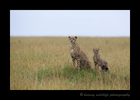 Picture of a cheetah mom and cub in the Masai Mara National Reserve in Kenya. Photo by Greg of Harvey Wildlife Photography.