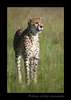 A picture of one of Maliaka's cheetah cubs on the savanah in the Masai Mara National Reserve in Kenya
