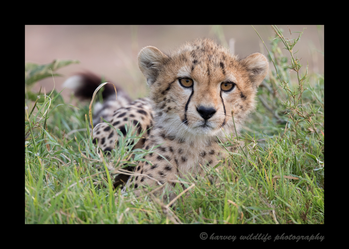 Picture of a cheetah cub in grass in the Masai Mara National Reserve. Photo taken by Greg of Harvey Wildlife Photography. 
