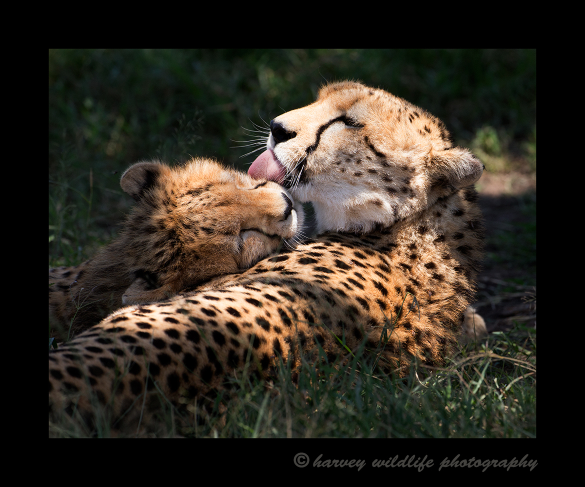 Cheetah_Spotlight_Grooming