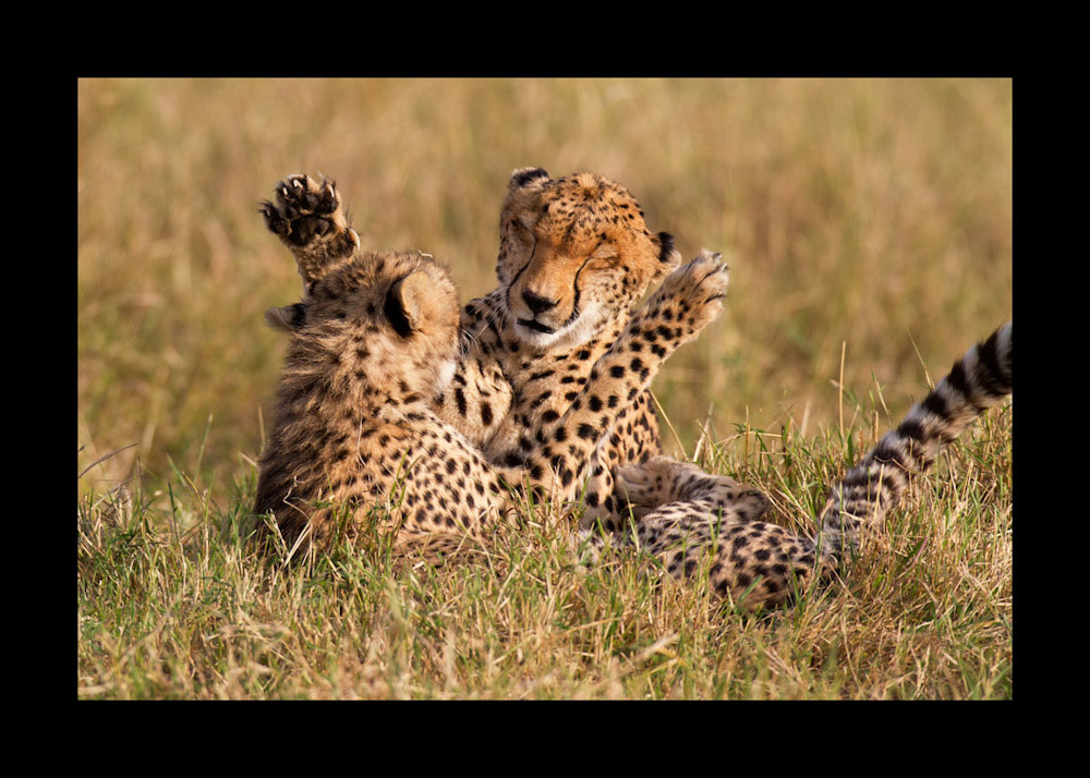 Cheetah mom and cub playing.