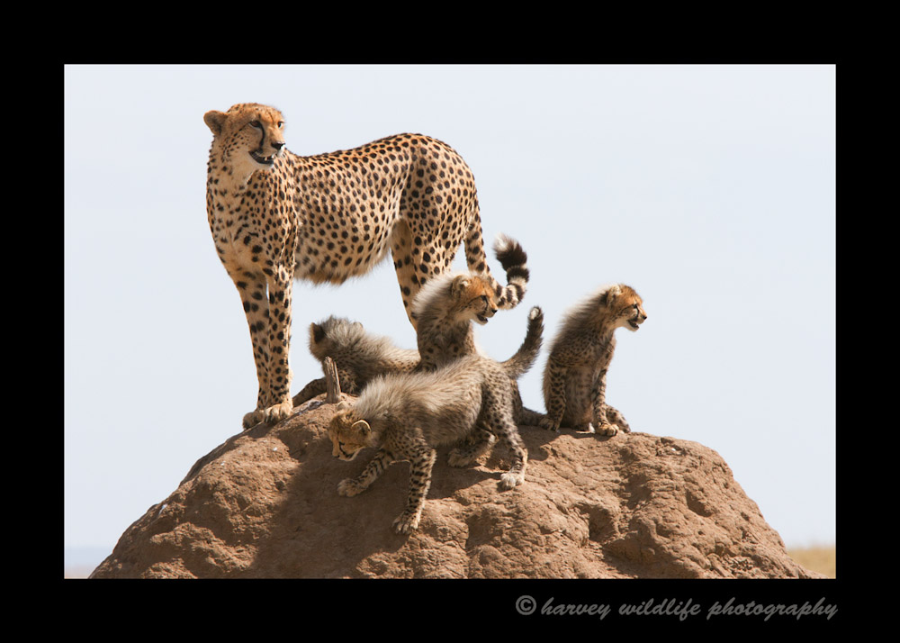 Our guide knew we wanted to see cheetah cubs and knew of a mom and four cubs that were located in the South Mara area. On a hope and a prayer we drove 45 minutes to see if we could find them. 30 minutes after arriving there we found the family. The long shot paid off and we had some really great sightings.