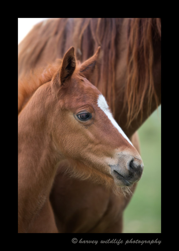 Meet Rango. He is a 3 week old colt. He is difficult to photograph because he is about as friendly as a dog. If I enter the pasture or go anywhere near the fence he runs towards me for a visit and some attention. This makes it kind of hard to get good shots of him behaving more like a horse and less like a dog.