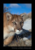 Meet Charlie the resident cougar. He is a wildlife model living in Montana.
