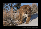 Cougar Stalking in Snow II