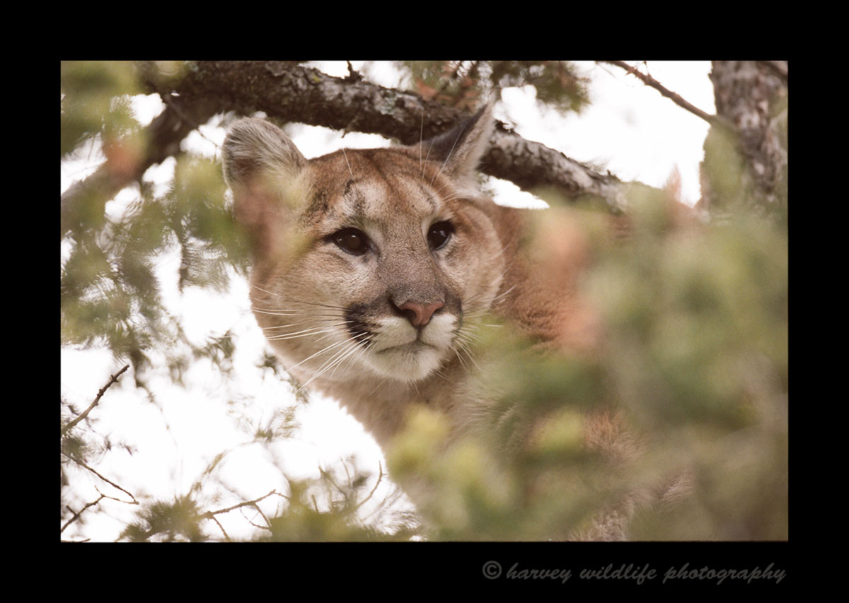 Cougar picture from Crowsnest Pass, Alberta