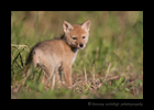 Picture of a six week old coyote puppy looking back at the blind. Photo taken near Stony Plain by Greg of Harvey Wildlife Photography.