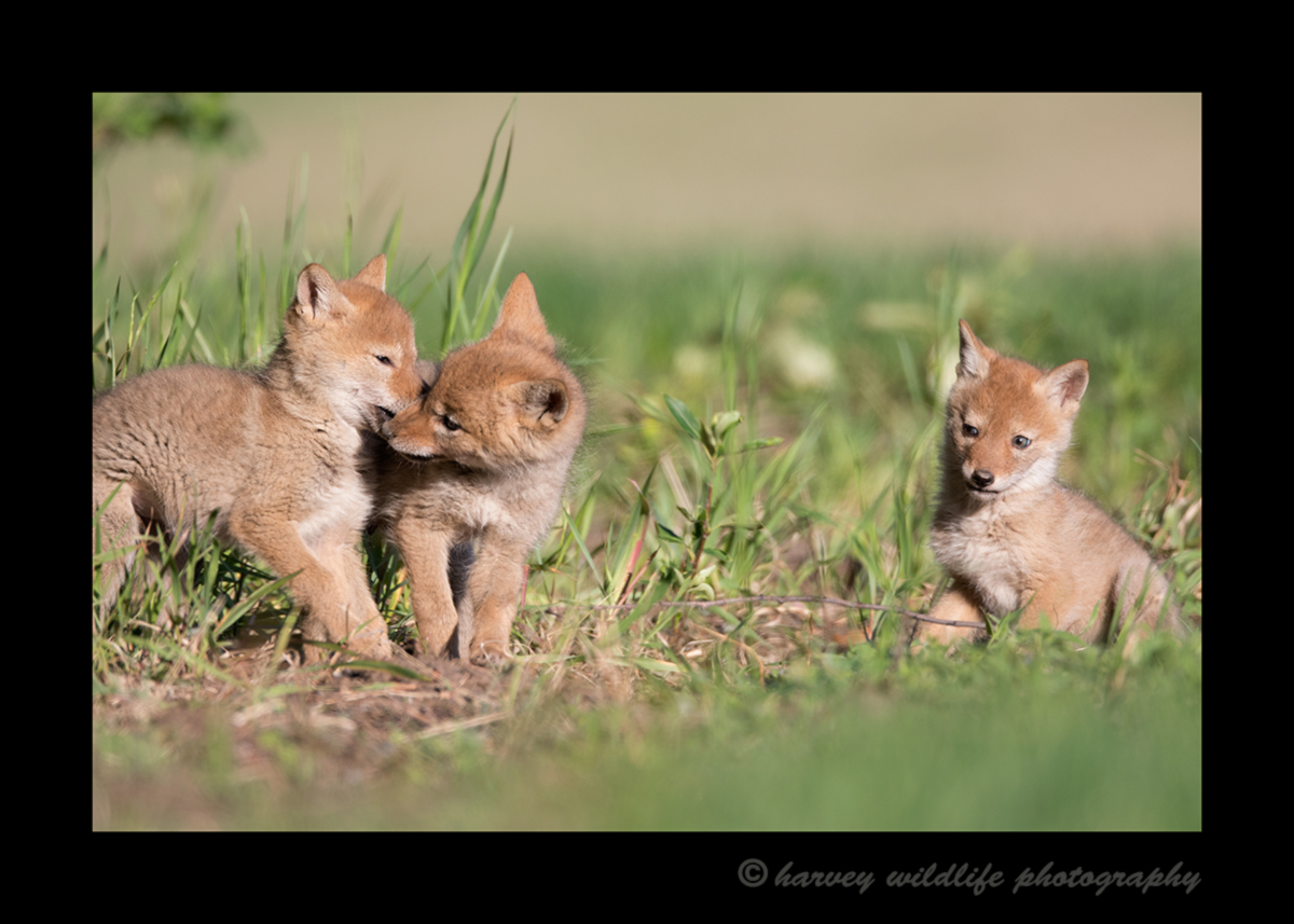 This coyote puppy looks on as her siblings fight. Picture taken by Greg of Harvey Wildlife Photography. Photo taken near Stony Plain, Alberta, Canada