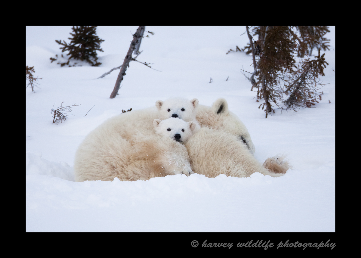 The cubs were curious about what the photographers were up to. Mom couldn't be bothered as she gets in a nap.