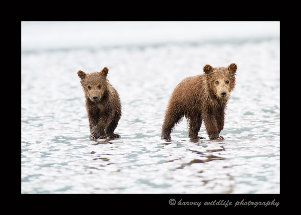 These two brown bear cubs are hanging out with their mommy at low tide. Mom digs up clams and shares them with her kids.