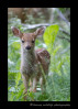 Deer-fawn-IMG_6327