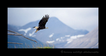 Eagle in Flight, Hallo Bay, Alaska