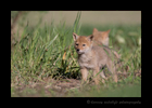 Picture of eight week old coyote cubs near Stony Plain, Alberta. 