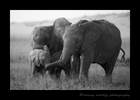 Black and white picture of protective elephant family in the Masai Mara National Park in Kenya. 