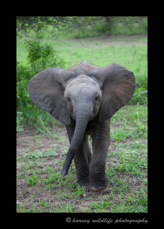 Baby Elephant Mock Charge