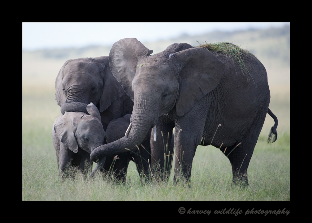 Picture of elephants protecting Their calves in the Masai Mara, Kenya.