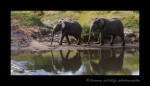 Elephants_IMG_9237