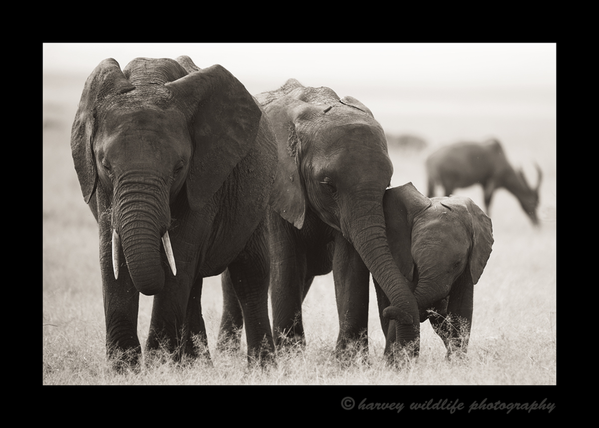 Picture of elephants in the Masai Mara in Kenya. Photo by Greg of Harvey Wildlife Photography.