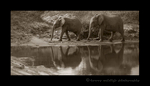 Sepia Elephant Reflection