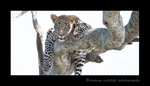 Picture of a leopard in a tree in the Masai Mara National Reserve. Photo by Greg of Harvey Wildlife Photography. 