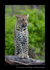 This is the first leopard that I saw in the wild. 