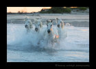 Picture of five camargue horses running in the Mediterranean sea at sunset.