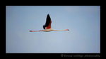 Picture of a flamingo flying over the delta in the Mediterranean in Southern France.