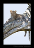 Picture of a four month old leopard cub resting in a tree in the Masai Mara National Reserve. Photo by Greg of Harvey Wildlife Photography.