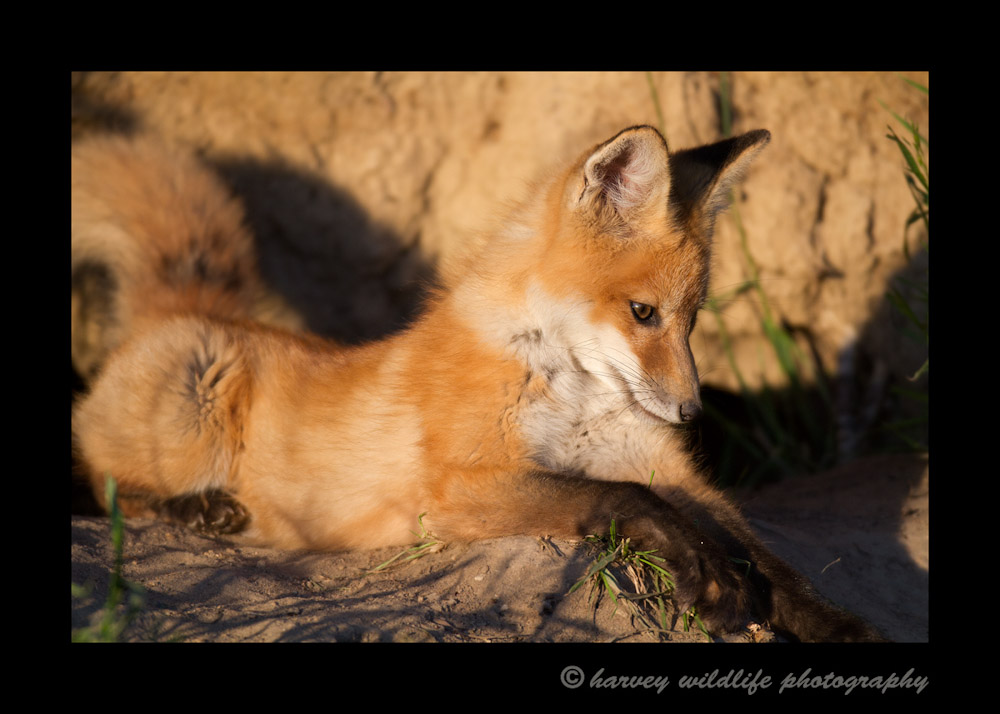 Fox-Kit_9531