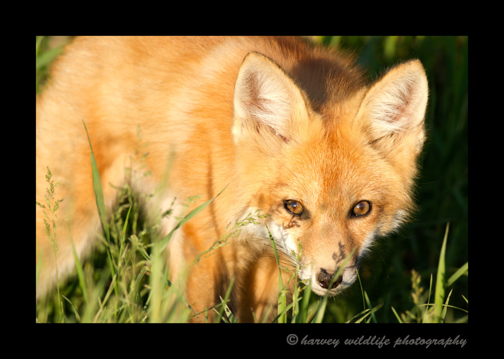 Fox-Stare