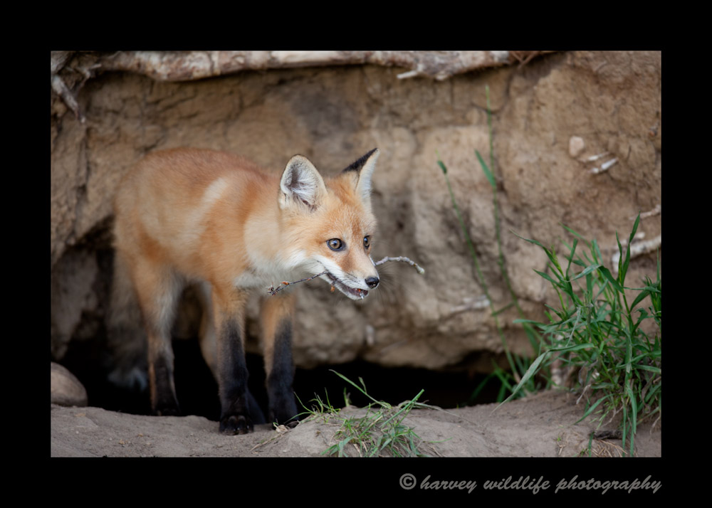Fox-and-stick