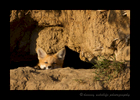 Picture of a red fox relaxing at the entrance of her den. Photo by Greg from Harvey Wildlife Photography near Stony Plain, Alberta