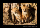 Just a couple of weeks ago, all four fox kits could pretty much squeeze out of that den hole simulaneously. Now two of them appear to take up that same space. They are really growing quickly.