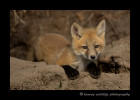 My first day at the Ponoka fox den. I should have gone there two weeks ago. Look how big they are already!