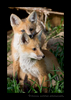 Picture of two red fox kits posing for a photo near Stony Plain. Photograph by Harvey Wildlife Photography.