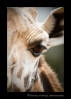 Giraffe close up at Giraffe Manor, Nairobi, Kenya