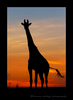 Giraffe-Silhouette